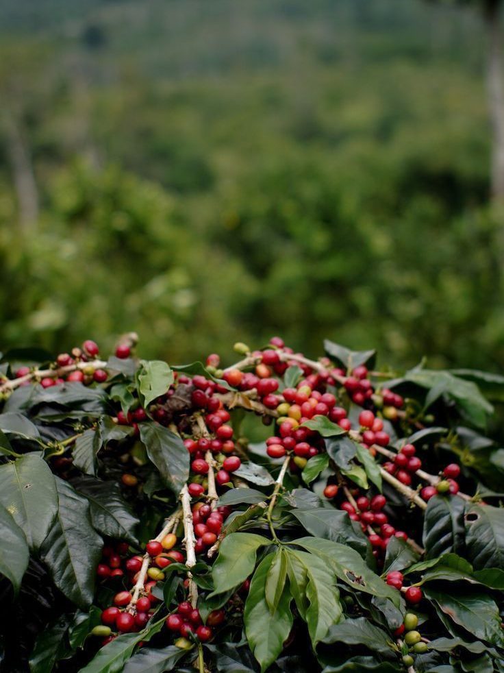kebun kopi