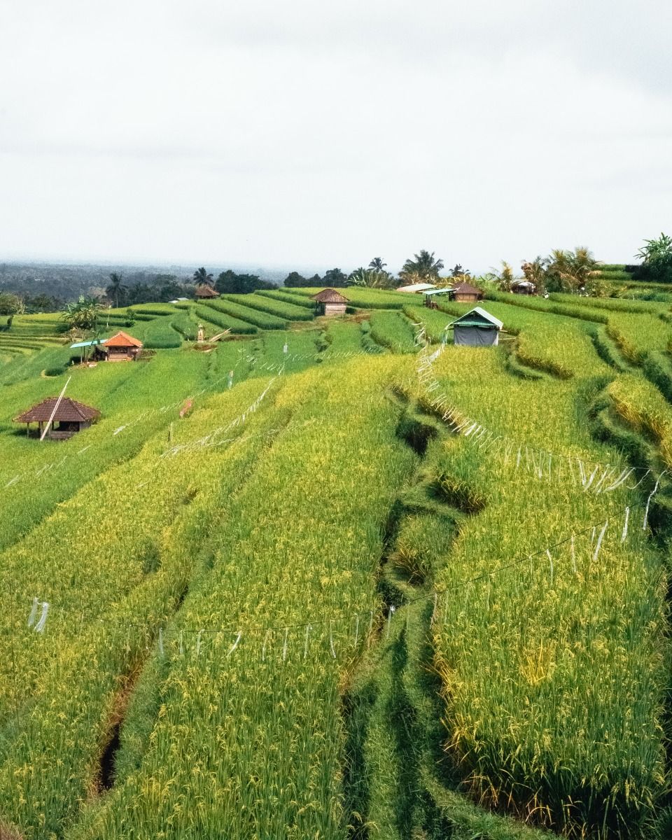 subak jatiluwih