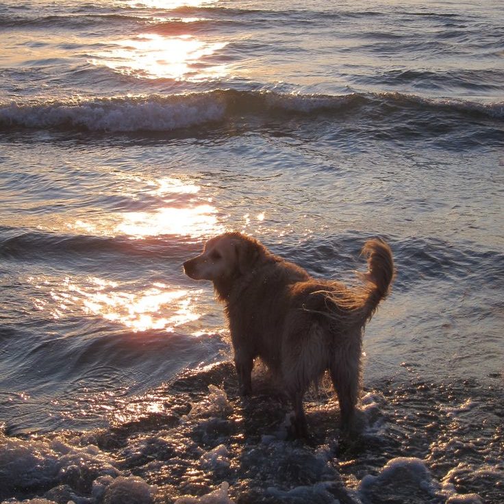 dog in the beach